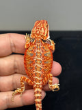 RM743, male, 50% Red Monster