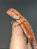RM743, male, 50% Red Monster