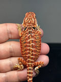 RM744, female, 50% Red Monster, possible het hypo