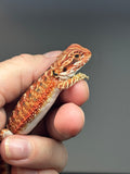 RM744, female, 50% Red Monster, possible het hypo
