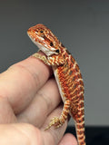 RM744, female, 50% Red Monster, possible het hypo