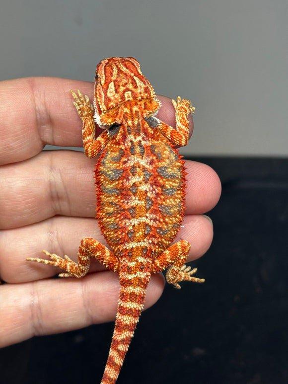 Red Monster Bearded Dragon for sale – Andrew's Reptiles LLC