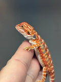 RM745, male, hypo, 50% Red Monster