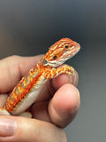 RM745, male, hypo, 50% Red Monster
