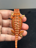 RM746, male, 50% Red Monster, possible het hypo