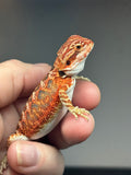RM746, male, 50% Red Monster, possible het hypo