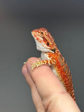 RM746, male, 50% Red Monster, possible het hypo