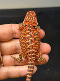 RM747, female, 50% Red Monster, possible het hypo