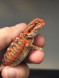RM747, female, 50% Red Monster, possible het hypo