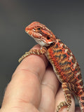 RM747, female, 50% Red Monster, possible het hypo