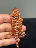 RM748, male, 50% Red Monster, possible het hypo