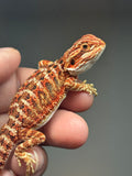 RM748, male, 50% Red Monster, possible het hypo