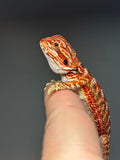 RM748, male, 50% Red Monster, possible het hypo