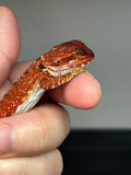 RM749, male, 50% Red monster, possible het Albino, possible het hypo
