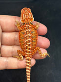 RM750, male, 50% Red Monster, possible het hypo