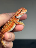 RM750, male, 50% Red Monster, possible het hypo
