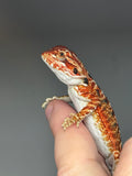 RM750, male, 50% Red Monster, possible het hypo