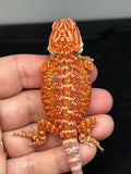RM751; female, hypo, 50% Red Monster
