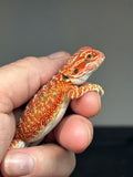 RM751; female, hypo, 50% Red Monster