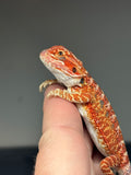 RM751; female, hypo, 50% Red Monster