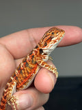 RM752, male, 50% Red Monster, possible het hypo