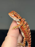RM752, male, 50% Red Monster, possible het hypo