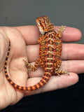 RM752, male, 50% Red Monster, possible het hypo