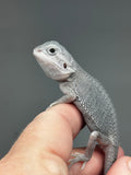 Zero bearded dragon (white) for sale, left view.