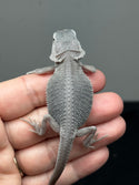 Zero bearded dragon (white) for sale, back view.