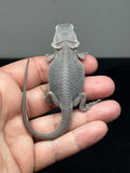 Zero bearded dragon (white) for sale, back and tail view.