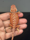 RM753 female, hypo, 50% Red Monster