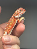 RM753 female, hypo, 50% Red Monster