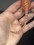 RM753 female, hypo, 50% Red Monster
