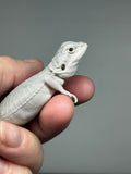 #1393, female, hypo, leatherback, possible het wits/trans, Zero Bearded Dragon for sale