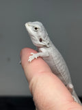 #1393, female, hypo, leatherback, possible het wits/trans, Zero Bearded Dragon for sale