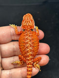 RM754, female, 50% possible het albino, possible het hypo, 50%  Red monster bearded dragon for sale