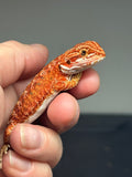 RM754, female, 50% possible het albino, possible het hypo, 50%  Red monster bearded dragon for sale