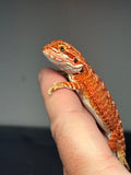 RM754, female, 50% possible het albino, possible het hypo, 50%  Red monster bearded dragon for sale