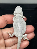 #1394, female, hypo, possible het wits/trans, Zero Bearded Dragon for sale