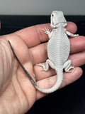 #1394, female, hypo, possible het wits/trans, Zero Bearded Dragon for sale