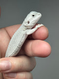 #1394, female, hypo, possible het wits/trans, Zero Bearded Dragon for sale