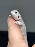 #1394, female, hypo, possible het wits/trans, Zero Bearded Dragon for sale