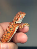 RM755, female, possible het hypo, 50% Red monster