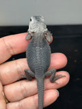 #1395, male, hypo, trans, possible het Witblits, Zero Bearded Dragon for sale