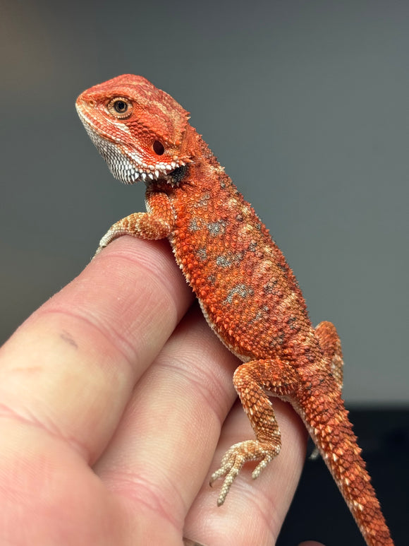 RM401 female, 50% Red Monster, het hypo, blue bar