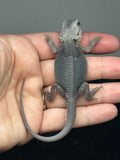 #1395, male, hypo, trans, possible het Witblits, Zero Bearded Dragon for sale
