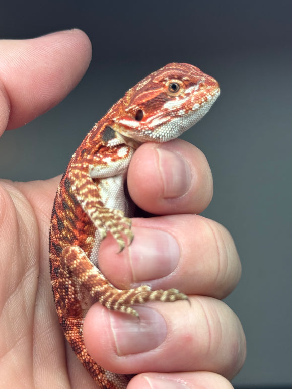 RM402, 50% Red Monster, female, het hypo, tiger, leatherback