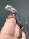 #1395, male, hypo, trans, possible het Witblits, Zero Bearded Dragon for sale