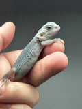 #1395, male, hypo, trans, possible het Witblits, Zero Bearded Dragon for sale