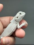 #1396, male, hypo, possible het wits/trans Zero Bearded Dragon for sale